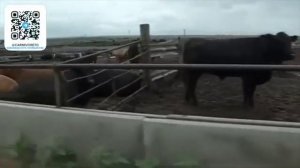 Фильм: Царица Полей — Как Кукуруза Оказалась в Ваших В