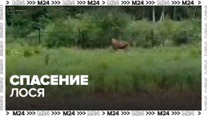 Молодого лося спасли на МКАД