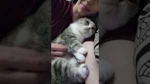 Наш TG https://t.me/liveofcats