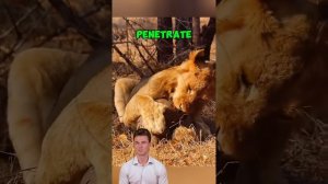 MrXvY4UVN_g - Pangolin： The World's Only Scaly Mammal 🦠 #AnimalDocumentary #Wildlife #Pangolin #sho