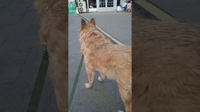 На Экофест среди собак из МП и Зена пришла 👍 Забирайте собак из приютов! #вдобрыеруки #собаки