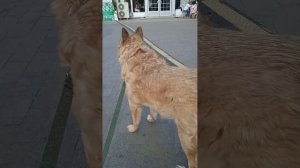 На Экофест среди собак из МП и Зена пришла 👍 Забирайте собак из приютов! #вдобрыеруки #собаки