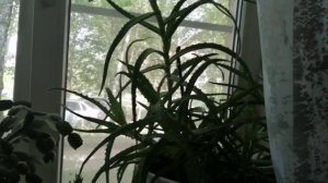 11-06-2025  цветок посадила