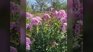 Тульский колибри лакомится нектаром.