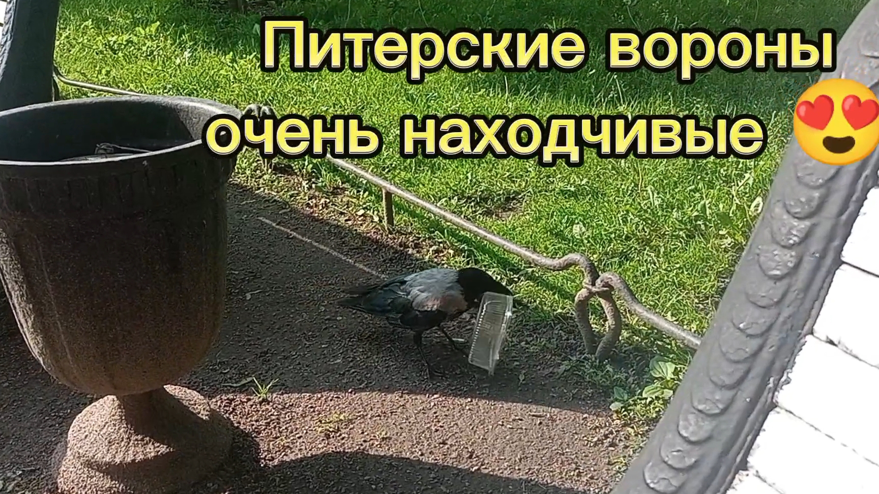 Ворона добывает еду из коробки