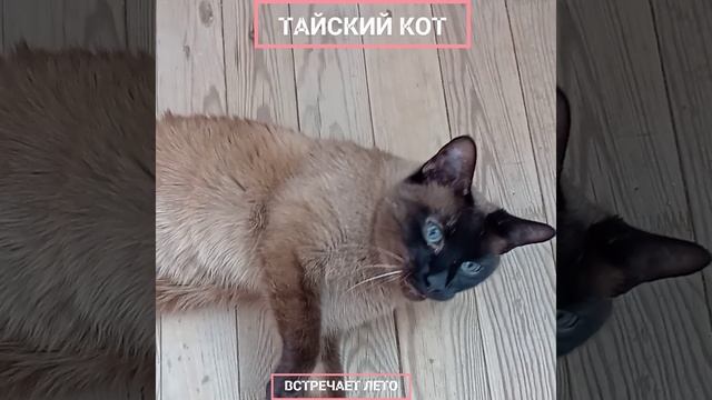 ТАЙСКИЙ КОТ ВСТРЕЧАЕТ ЛЕТО