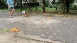 абрикосы в Харькове дворники подметают как опавшие ли