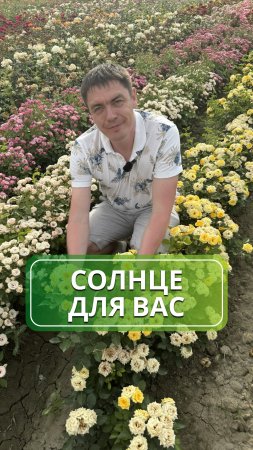 Солнечная жемчужина сада — роза Сан Сити: цветёт ярко, радует долго!