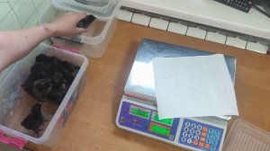 Цыплята ухейилюй 7 суток, взвешиваем