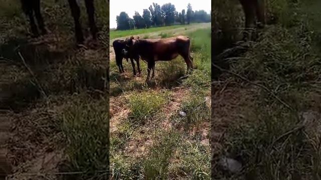 гуНачини хона  подписчико барои гов кардан гирифтем 10 смотреть онлайн