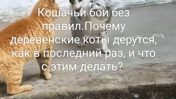 Кошачьи бои без правил. Почему коты дерутся как в последний раз. Разбираемся.