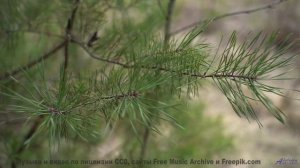 Эти пейзажи заряжают, а музыка - взрывает! - Sensitivity in the Digital Age -- PLANET WARDO -- PLANE