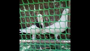 широкохвостые бакинцы