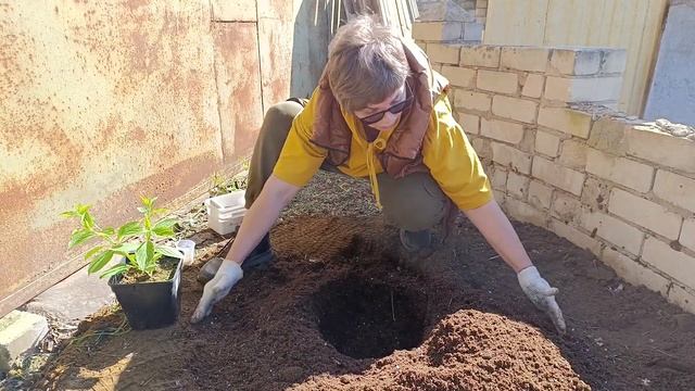 Сажаю метельчатую гортензию В ОТКРЫТЫЙ ГРУНТ! Все нюа? смотреть онлайн