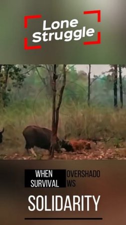 XvDTqPZo7GE - ＊＊＂Lone Struggle： When Survival Overshadows Solidarity＂＊＊ #shorts #animals #wildlife
