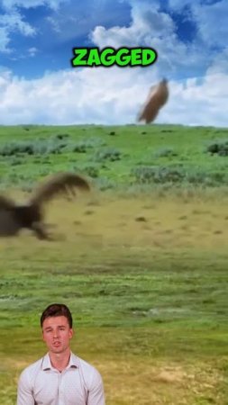 Q47j3R2_xTA - ＂Eagle's Pursuit： The Hare's Daring Dance＂ #shorts #animals #wildlife #wildanimals #fa