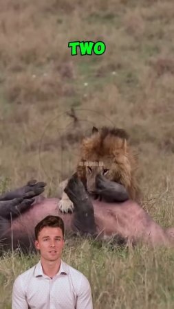 PHtBCWa4xEM - Lions Ambush Young Hippo – Shocking Turn of Events #shorts #animals #hippo #lion