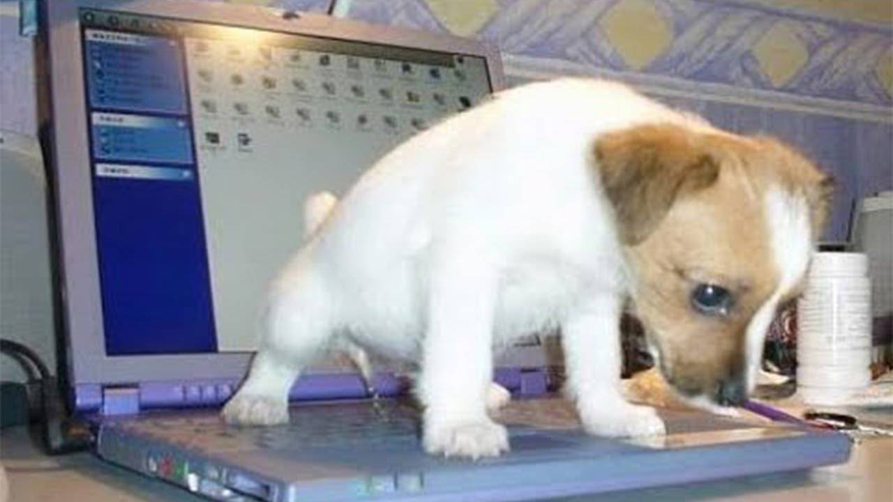😺🐶БЕССТЫЖИЕ ЖИВОТНЫЕ КОТОРЫЕ ПЕРЕШЛИ ВСЕ ГРАНИЦЫ СМЕШНЫЕ СОБАКИ и КОШКИ