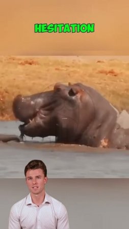 Q1VyneNjmcU - ＊＊＂A Mother's Fury： When an Elephant Faces a Hippo＂＊＊#animals #shorts