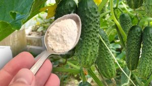 Срочно дайте Огурцам и Томатам и будете собирать урожай ведрами до Осени!!! Уход за Огурцами!