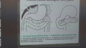 Функции желудка. Свойства желудочного сока. Фрагмент ?
