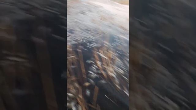 Славгород оз. Сикачи 22.03.2025 Замор рыбы на озере Сикачи. смотреть онлайн