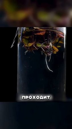 Растим КАРТОШКУ в ВОДКЕ