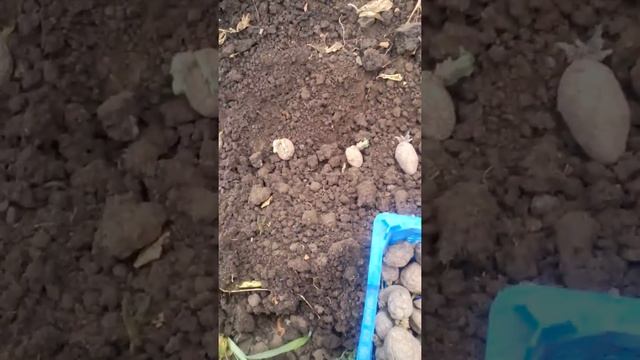 Выкапываем картофель посаженный 1 апреля и высаживаем