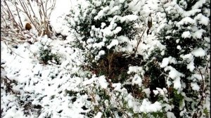 Богемская рапсодия