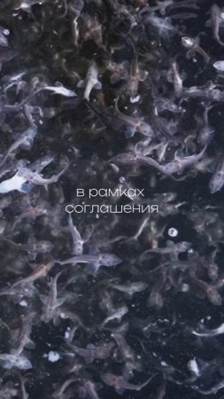 Откуда берется сибирский осетр?