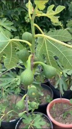 Инжир в больших контейнерах возраст 3 года от Small Gardens