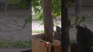 маленький домик для голубей ещё не доделан но его уже обживают!