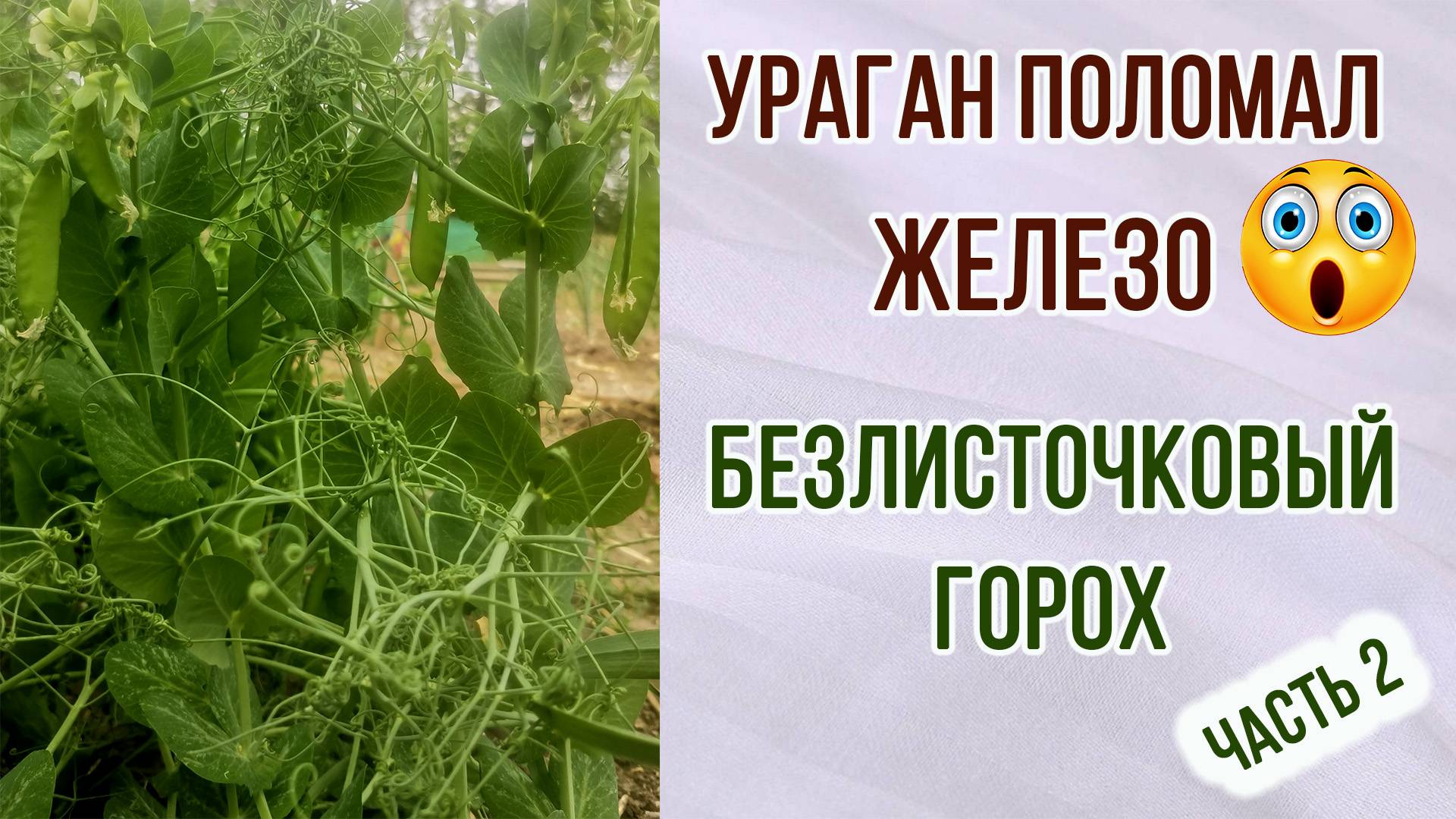 Ураган поломал железно. Безлисточковый горох часть 2. Ответы на вопросы про свои томаты.