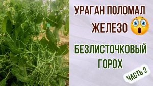 Ураган поломал железно. Безлисточковый горох часть 2. Ответы на вопросы про свои томаты.