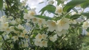 Пионы начинают радовать, собираемся на выставку🌸