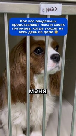 Как все владельцы представляют мысли своих питомцев, когда они уходят из дома