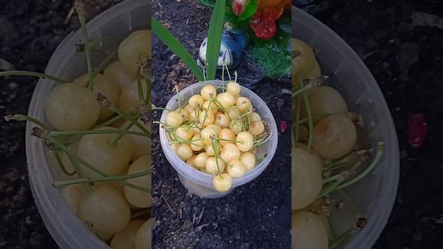 Желтая черешня Рондо- один из сладких сортов черешни
