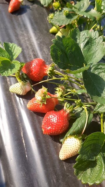 Сорт клубники Априка на Южном Урале.