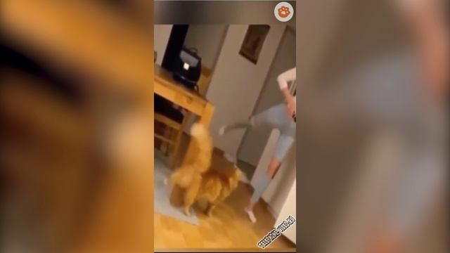 Забавные животные 13