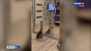 Вести Крым навестили очаровательного кота Фуджика