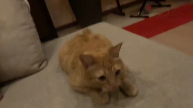 Скибиди кошка 27 смотреть онлайн