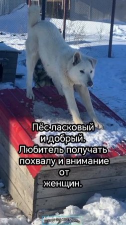 Любитель похвалы
