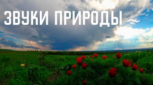 Пение сверчков и луговых птиц перед грозой / Гармония природы
