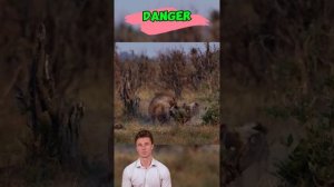 OdTEpTZv6F4 - ＊＊＂Savanna Showdown： Lone Hyena Defies Wild Dog Pack Until Reinforcements Arrive＂＊＊#an