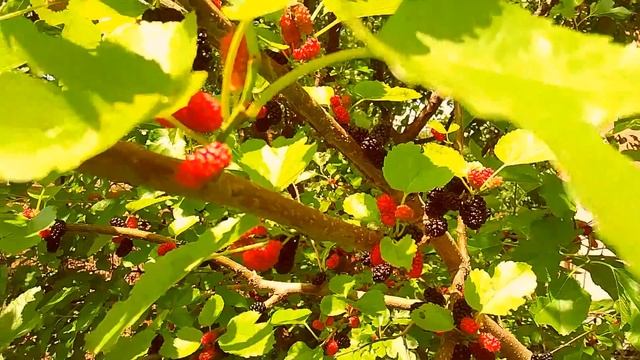 Анапа Су-Псех сбор ягод праздник день России