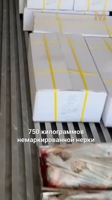 ГЛАВНОЕ ЗА МИНУТУ | 11.06 #камчатка #новости