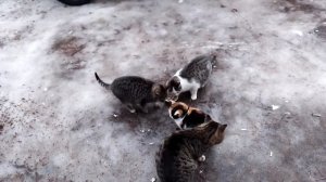 кошечки кушают с аппетитом.