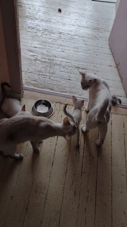 Дайте бедному котенку молочка!