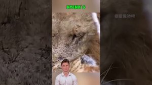 N6FQsDAcB0w - ＊＊No Mercy： The Lion’s Vengeful Strike＊＊ #shorts #animals #wildlife