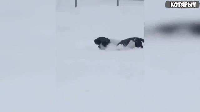 Смешные коты и собаки.